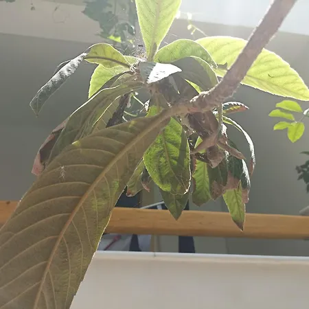 Thiseas 2 * Naxos City