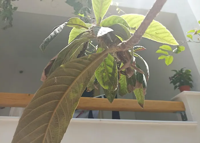 Thiseas 2 * Naxos City